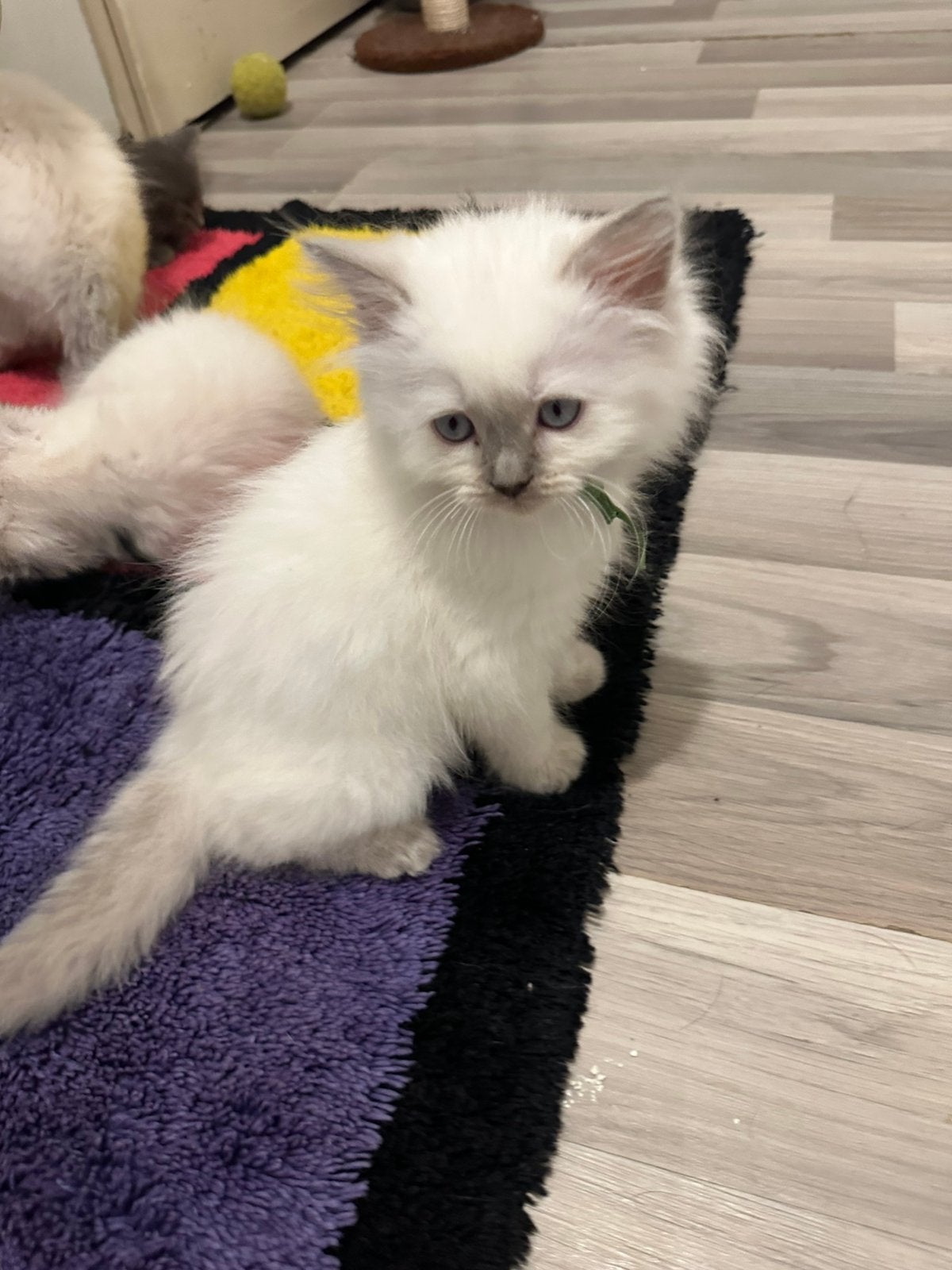 Let op nog 2 kittens over  Ragdoll kruising britselanghaar, Meerdere dieren, Ontwormd