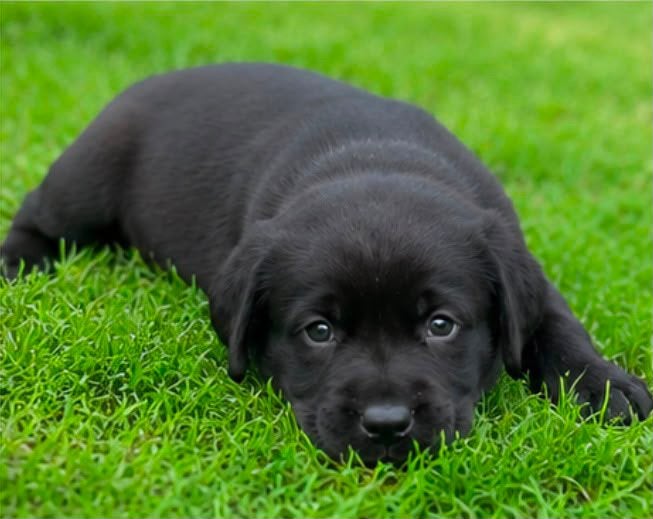 🥰 Prachtige labrador pups !!🥰, 8 tot 15 weken, Labrador retriever, Parvo, Meerdere