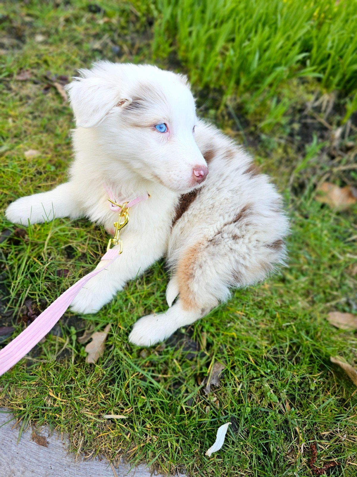 Prachtige lieve Red Merle Australian Shepherd pup, Dieren en Toebehoren, 15 weken tot 1 jaar, Teef, Parvo, Eén hond