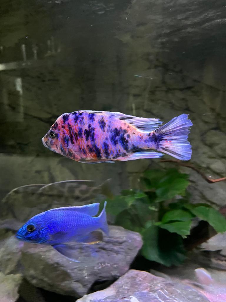 Grote prachtige malawi cichlide - nog maar 1 man van 15cm, Vis