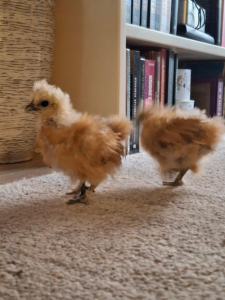 Zijdehoender kriel ruilen ?, Dieren en Toebehoren, Pluimvee, Meerdere dieren, Kip