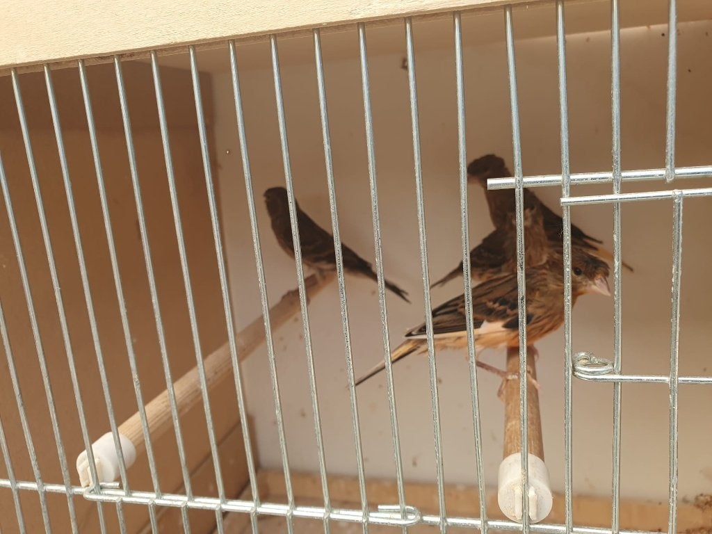 Harlekijn Kanaries, Dieren en Toebehoren, Vogels | Kanaries, Geslacht onbekend, Postuurkanarie