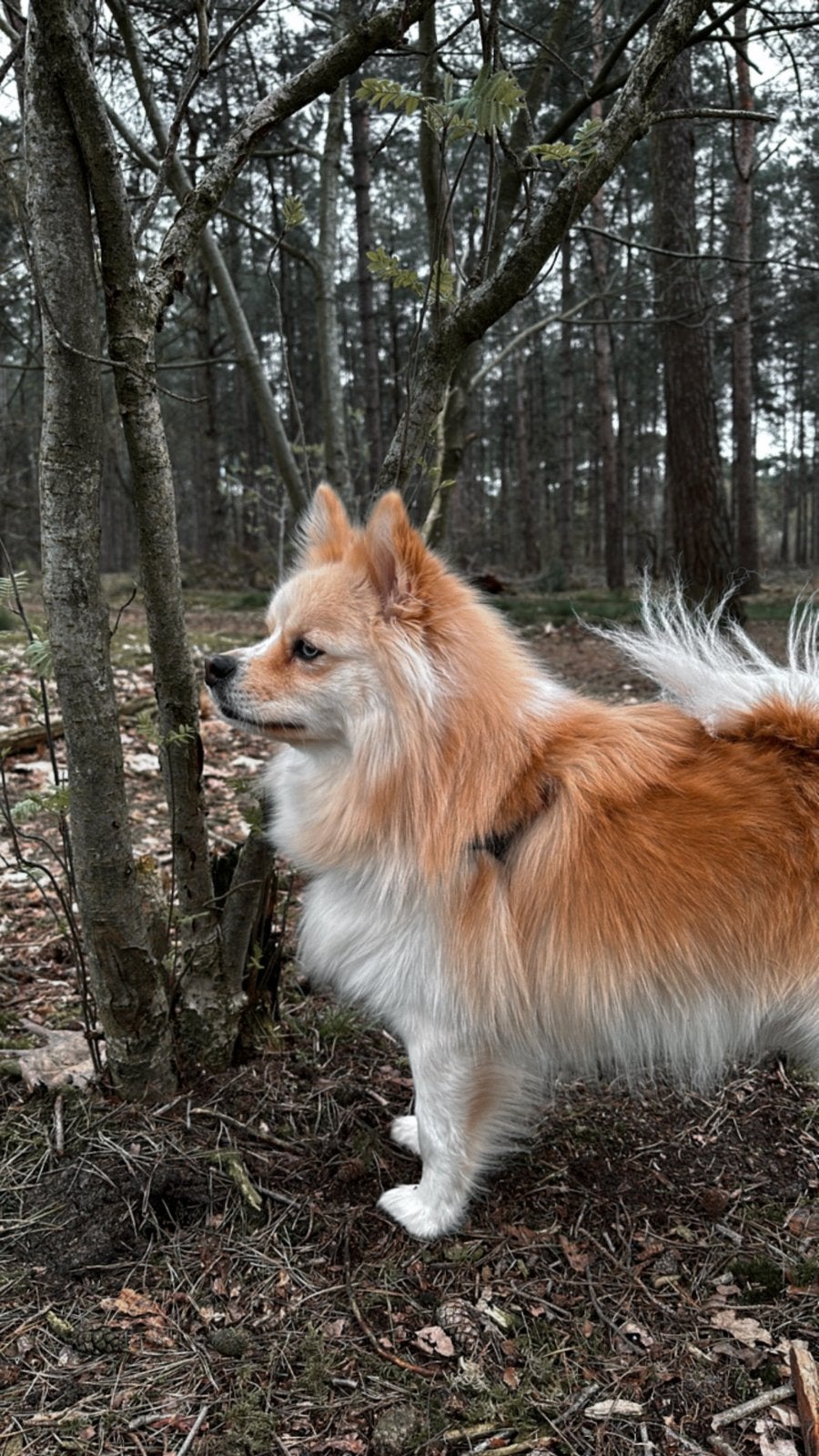 Pomsky (4 jaar) zoekt een liefdevol nieuw thuis, Dieren en Toebehoren, Reu, Eén hond, 3 tot 5 jaar, Nederland