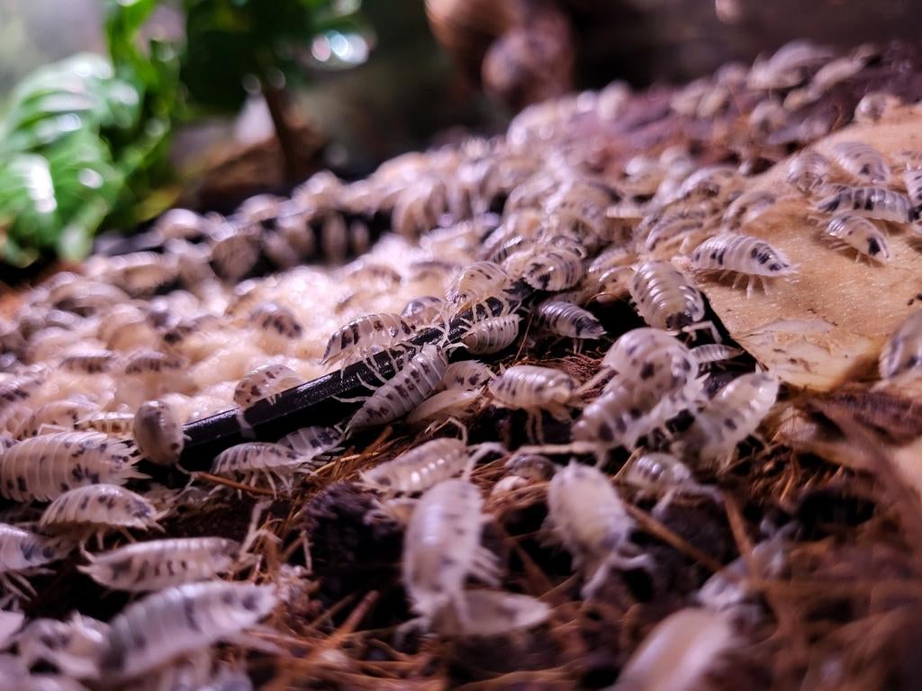 Isopods pissebedden Dairy Cow voor terrarium, Dieren en Toebehoren, Overige soorten