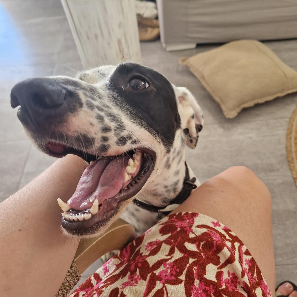 Allerliefste hond uit Griekenland!, Dieren en Toebehoren, Honden | Bulldogs, Pinschers en Molossers, Particulier, Overige rassen