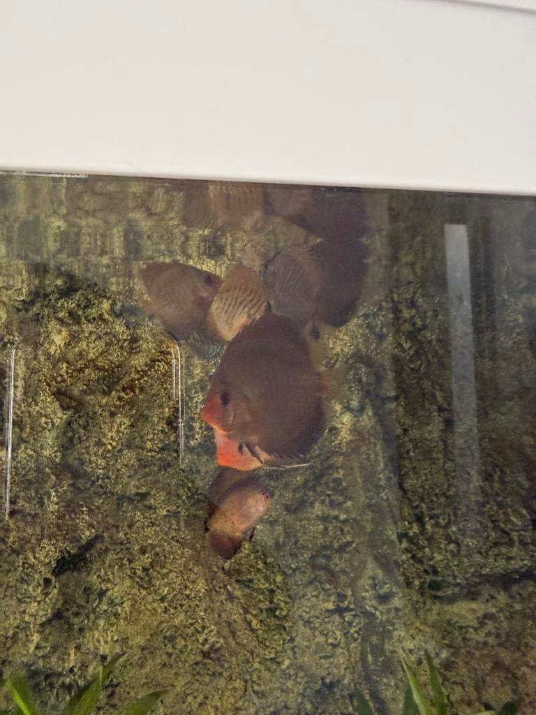 DİSCUS VİSSEN, Dieren en Toebehoren, Vis