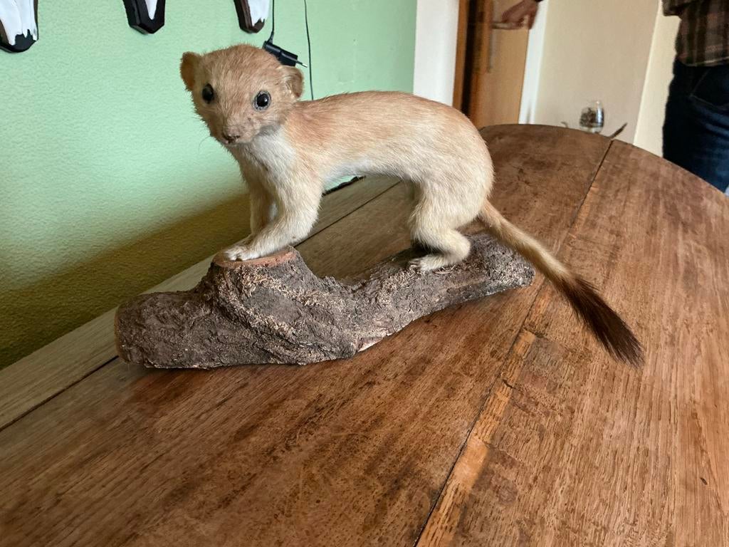 Taxidermie. hermelijn of wezel., Ophalen of Verzenden, Gebruikt, Vogel, Opgezet dier