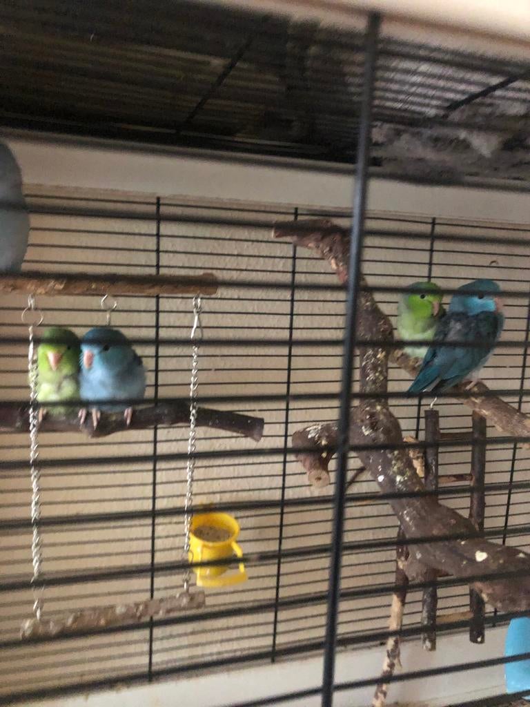 Jonge forpussen blauw en groen, Meerdere dieren, Parkiet