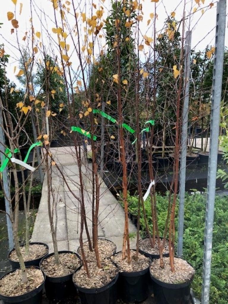 Nieuw!! Veel soorten heesters en kleine bomen!! Nu planten!!, Tuin en Terras, Ophalen, Overige soorten, Struik, 100 tot 250 cm