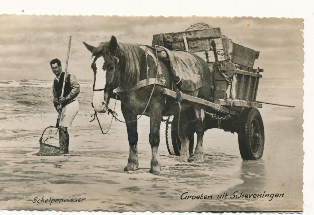 1459  Scheveningen, Schelpenvisser, Ophalen of Verzenden, 1940 tot 1960, Zuid-Holland