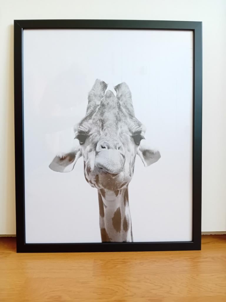 Giraffe poster in fotolijst 40 x 50 cm, Minder dan 50 cm, 50 tot 75 cm, Ophalen of Verzenden, Zo goed als nieuw