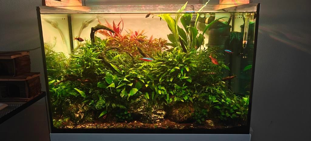 Juwel 60L aquarium|RGB light|Furniture|Co2|Live stock, Dieren en Toebehoren, Vissen | Aquaria en Toebehoren, Ophalen, Gebruikt