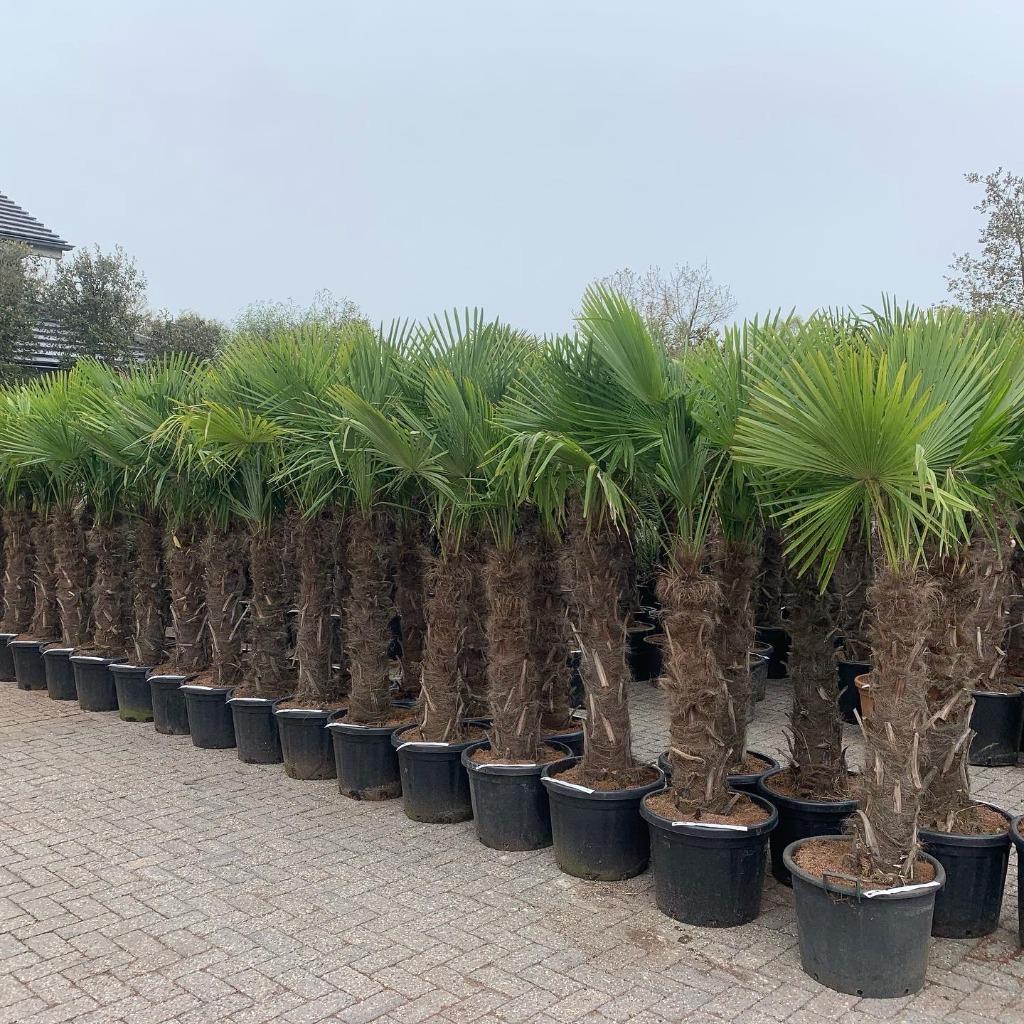 Olijfboom, Palmboom, Yucca rostrata, Vijgenboom, Leiboom,, Ophalen of Verzenden, 100 tot 250 cm, Olijfboom, Zomer