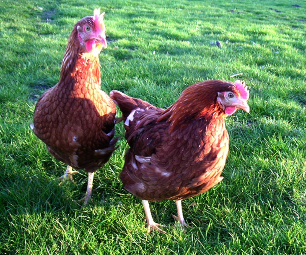 Legkippen krielkippen Isa Sussex Araucana Zijdehoen Marans, Dieren en Toebehoren, Pluimvee, Vrouwelijk, Kip