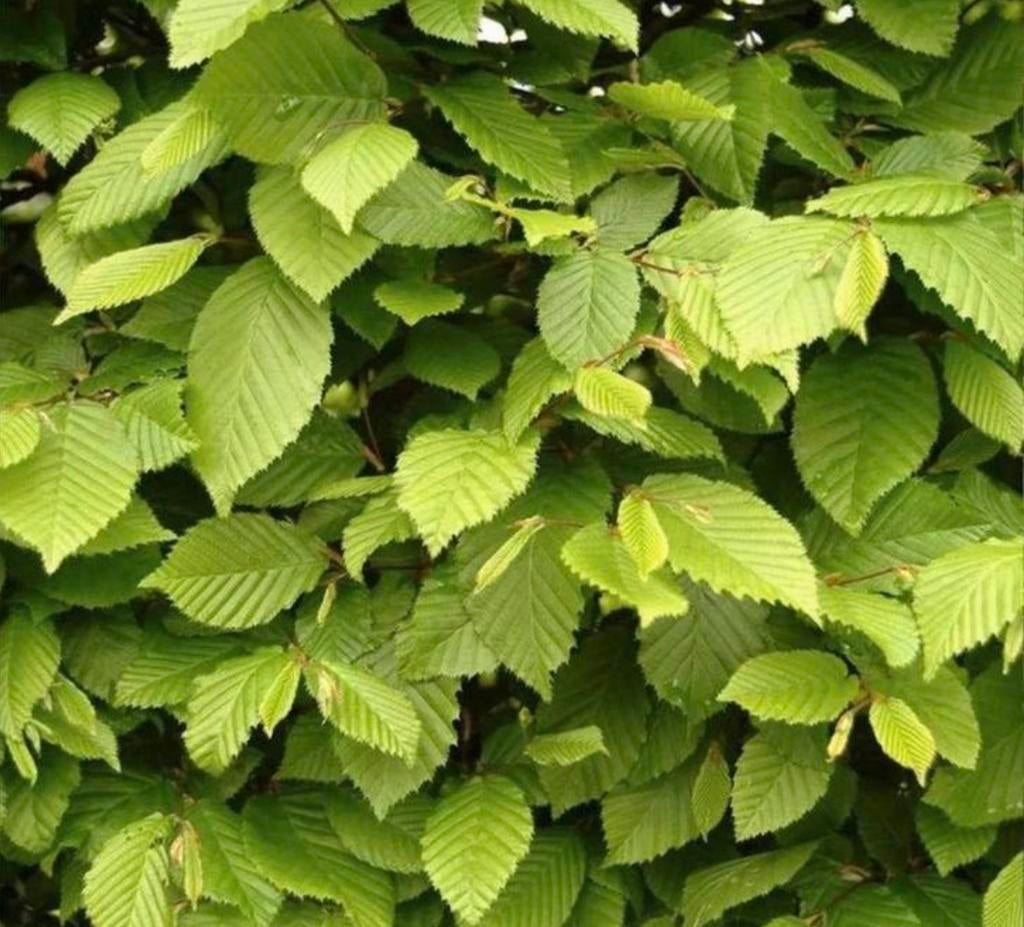 Haag beuken carpinus betulus, Tuin en Terras, Planten | Struiken en Hagen, Ophalen of Verzenden, Conifeer, 100 tot 250 cm