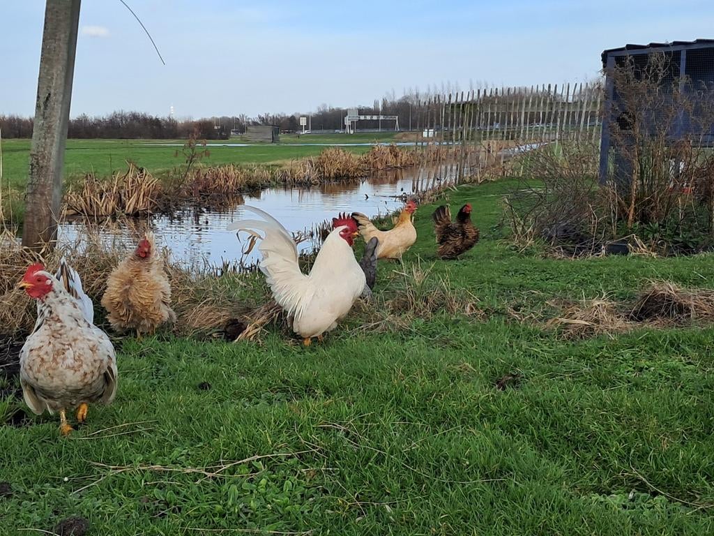 Serama broedeieren, Dieren en Toebehoren, Pluimvee, Geslacht onbekend, Kip