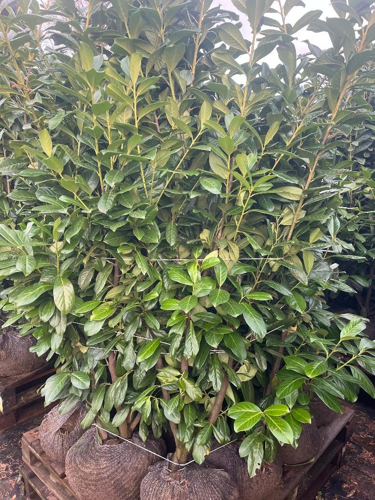 Haag Laurier, Prunus Novita met grote kluit, in 3 maten, Tuin en Terras, Planten | Struiken en Hagen, Ophalen, Laurier, Haag, 100 tot 250 cm