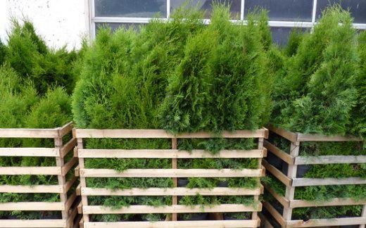 Thuja Brabant coniferen 20stuks per krat, Ophalen of Verzenden, Bloeit niet, Overige soorten, Volle zon
