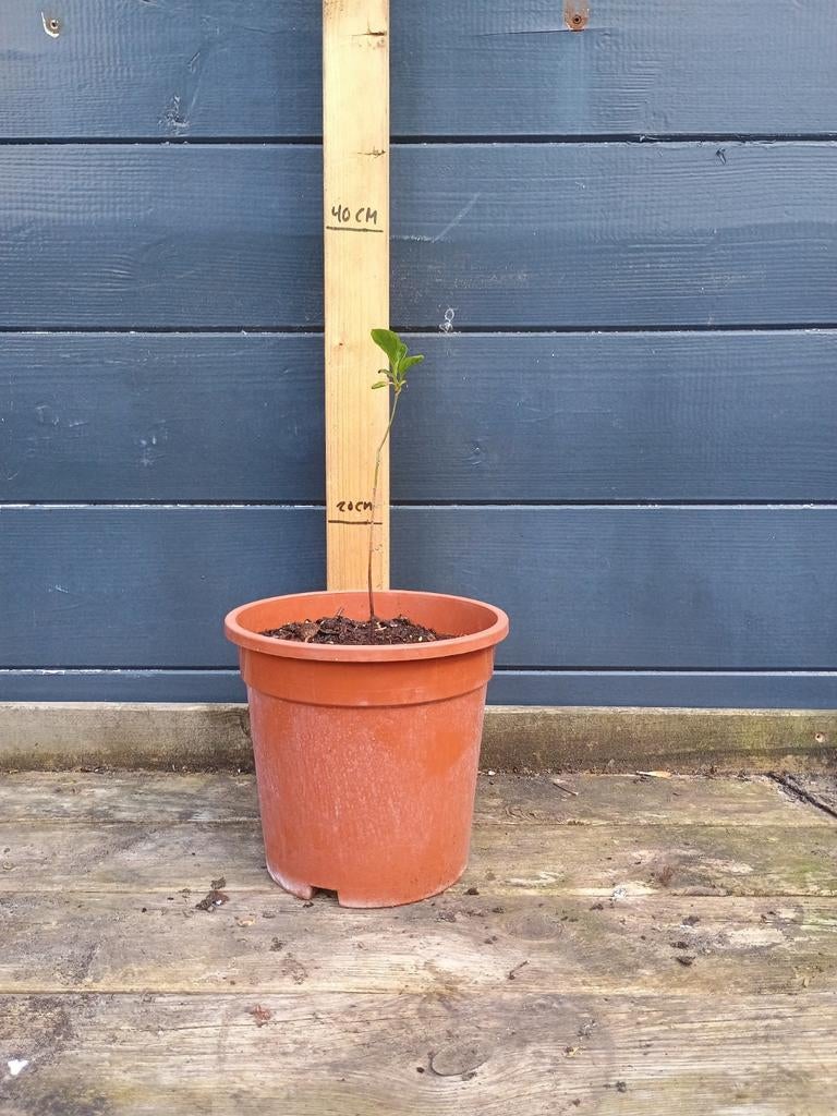 Amerikaanse Persimoen (Diospyros virginiana) - Kaki plant, Tuin en Terras, Minder dan 100 cm, Overige soorten, Volle zon, In pot
