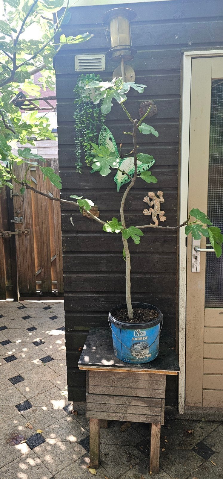 Peretta two timer (Honingvijgen), Overige soorten, 100 tot 250 cm, Zomer, Ophalen