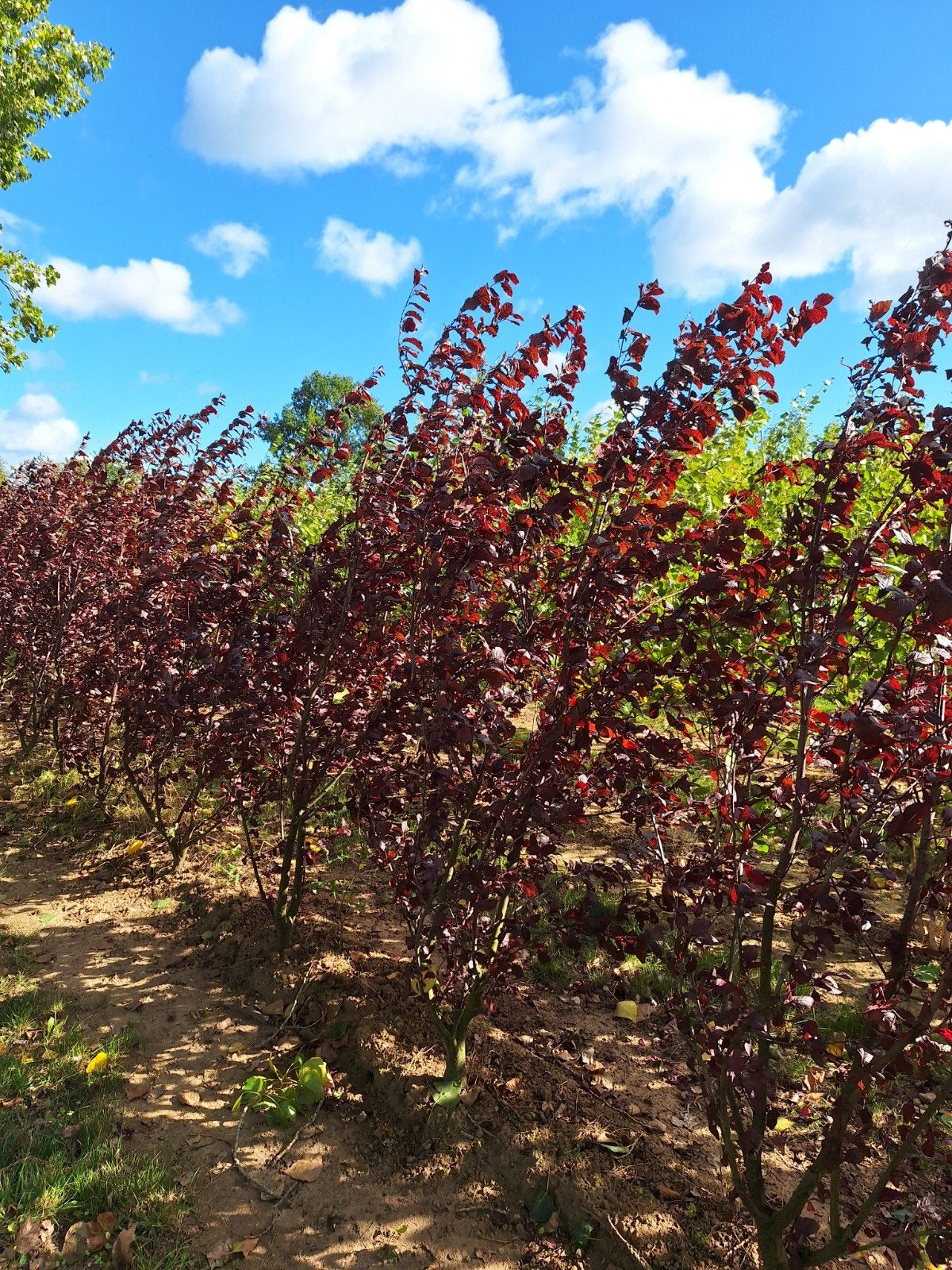 Prunus cerasifera 'Nigra' 🌺 Meerstam, Ophalen, Overige soorten, 100 tot 250 cm