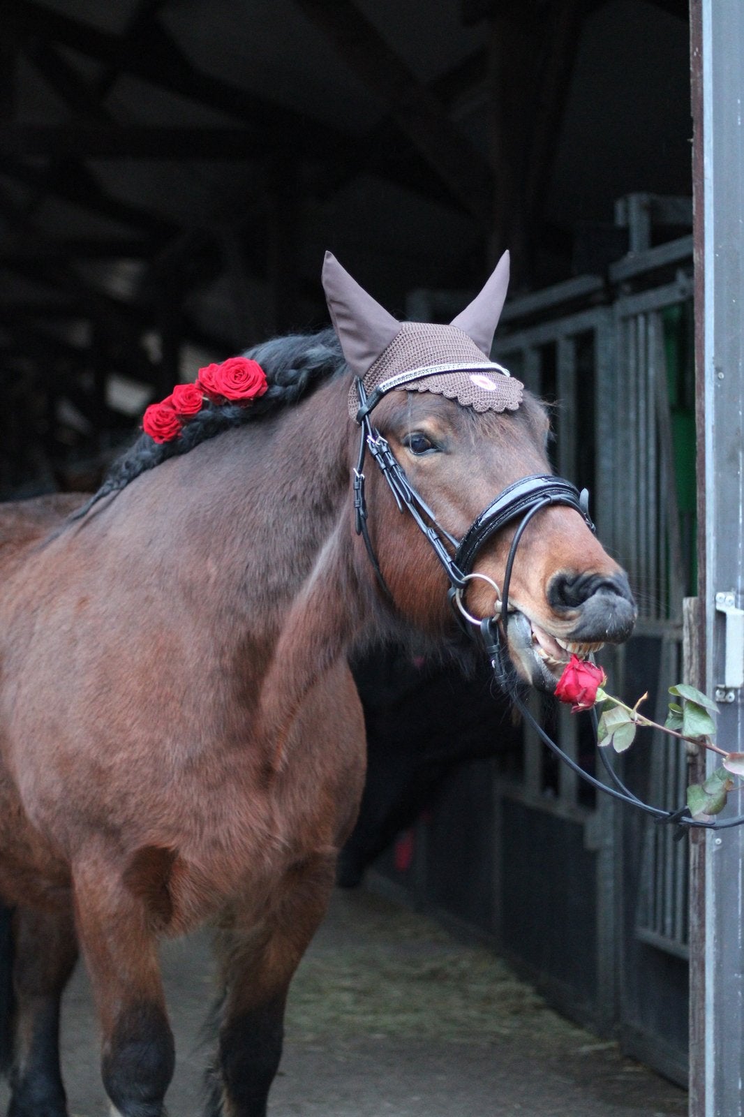 Bijrijder / Verzorger gezocht, Diensten en Vakmensen, Dieren | Paarden | Verzorging, Oppas en Les