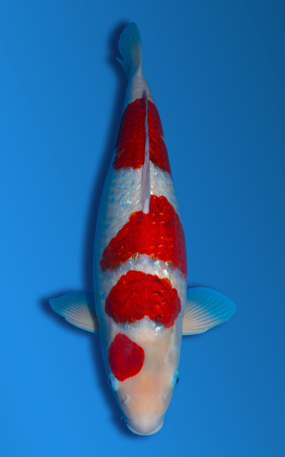 Ginrin ai goromo japanse koi hoge kwaliteit, Dieren en Toebehoren, Karper of Koi