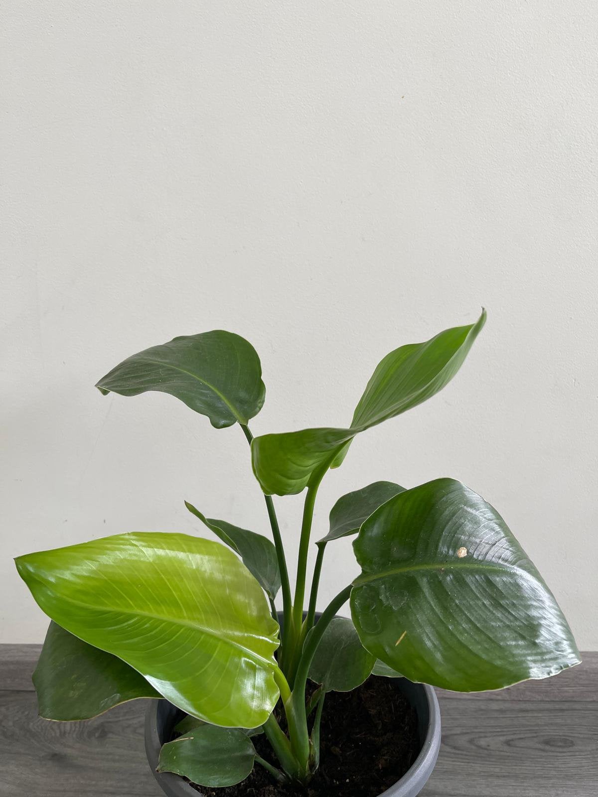 Strelitzia Reginea, Huis en Inrichting, Ophalen of Verzenden, Volle zon