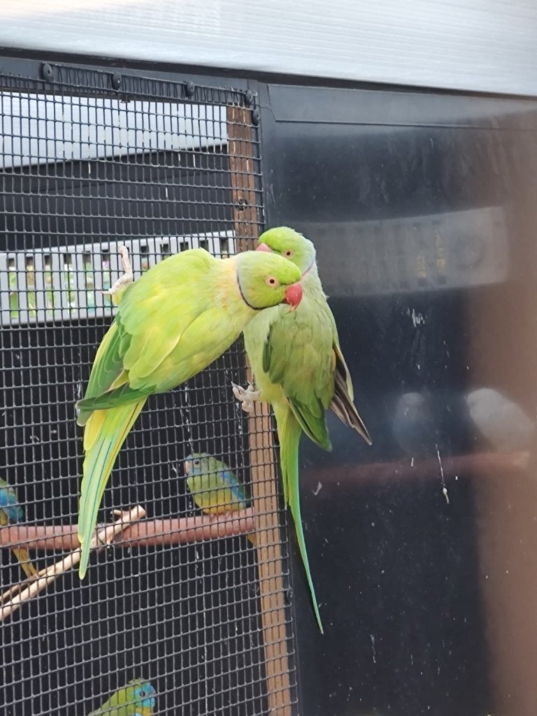 3 Splitvogels halsbandparkiet mannen, Dieren en Toebehoren, Mannelijk, Parkiet, Geringd