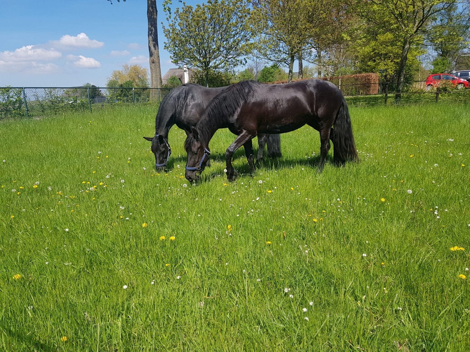 Bijrijder/ verzorger gezocht Nieuw-Vennep 
​Ben jij een vera, Dieren en Toebehoren, Ophalen, Nieuw