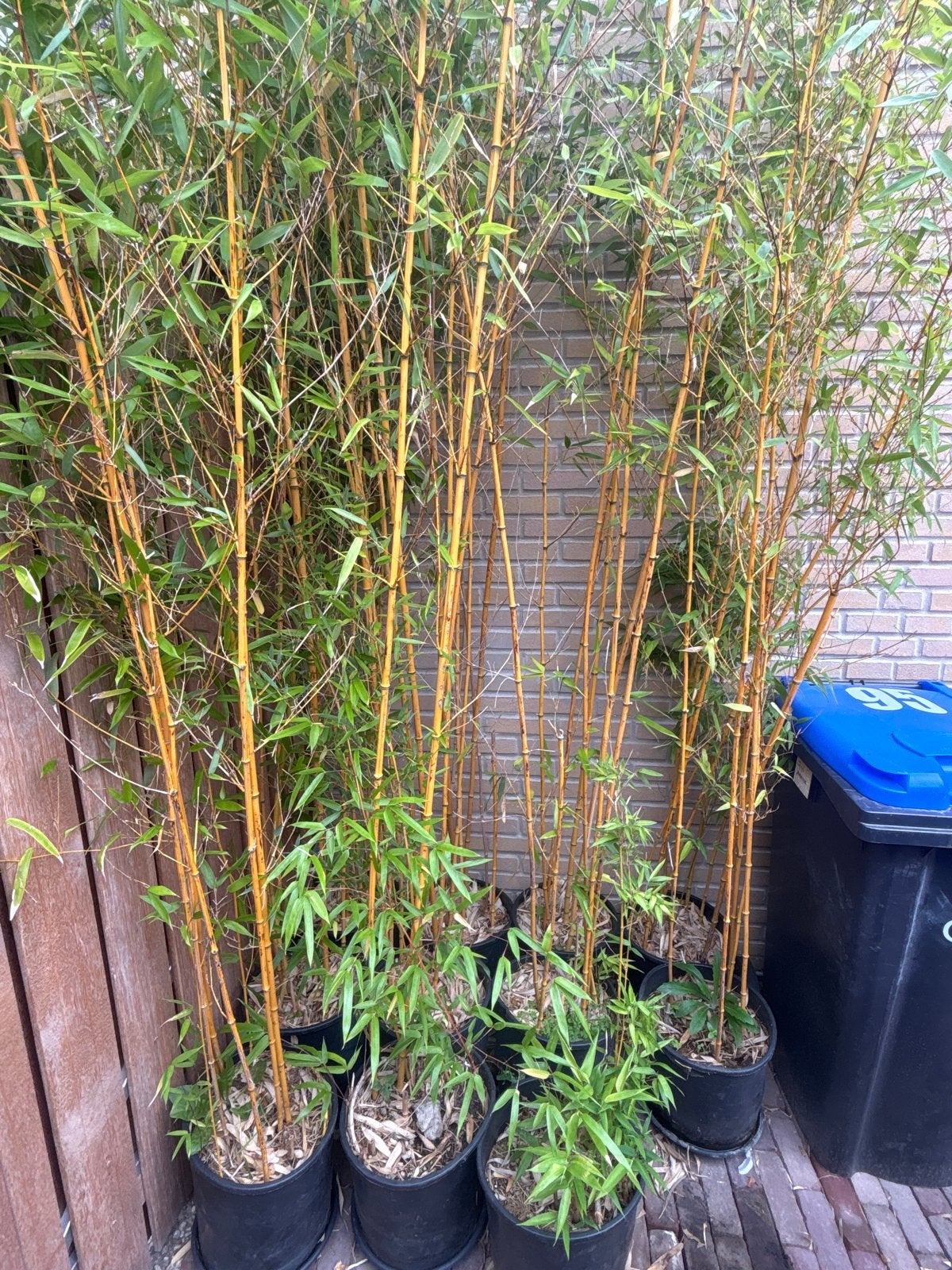 Bamboe Phyllostachys 'Aureocaulis 4m hoog 11 stuks in pot, Tuin en Terras, Overige soorten, Volle zon, Vaste plant, Ophalen of Verzenden