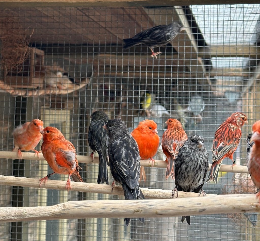 Rood agaat kanaries, Dieren en Toebehoren, Vogels | Kanaries, Meerdere dieren, Kleurkanarie