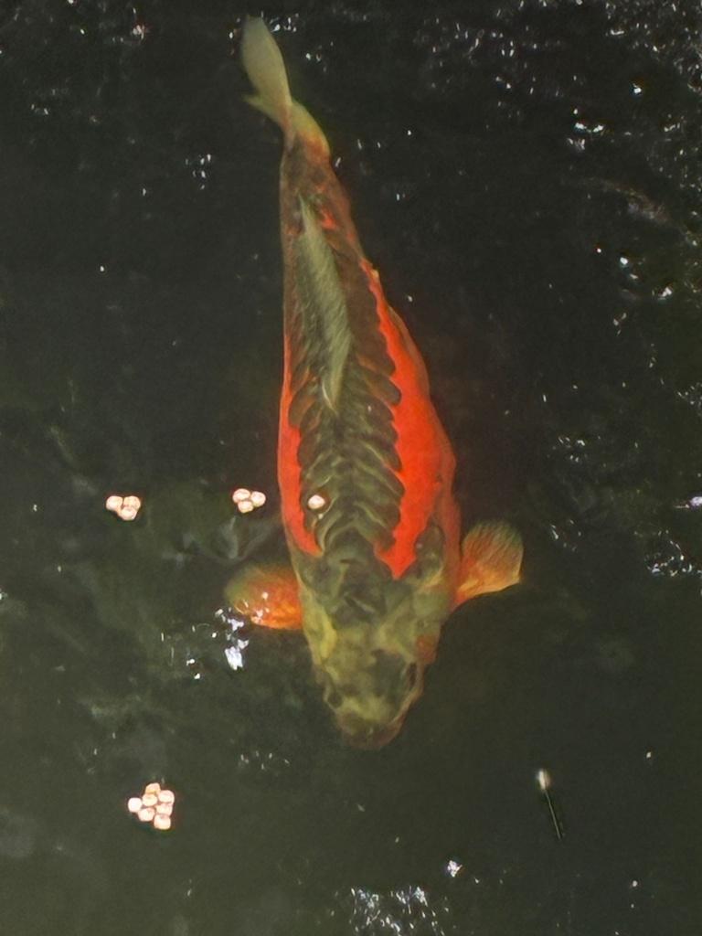 Koi Vissen nog 3 beschikbaar, Karper of Koi