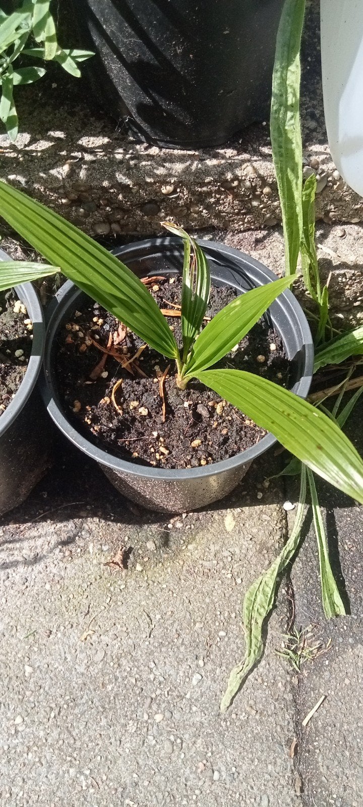 Trachicarpus fortunei - Chinese waaierpalm planten, Tuin en Terras, Planten | Bomen, Volle zon, Ophalen of Verzenden, Minder dan 100 cm