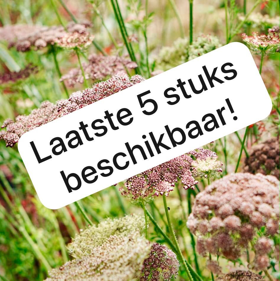 Inheems: wilde peen / Daucus carota ‘Dara’, Volle zon, Tweejarig, Zomer, Ophalen