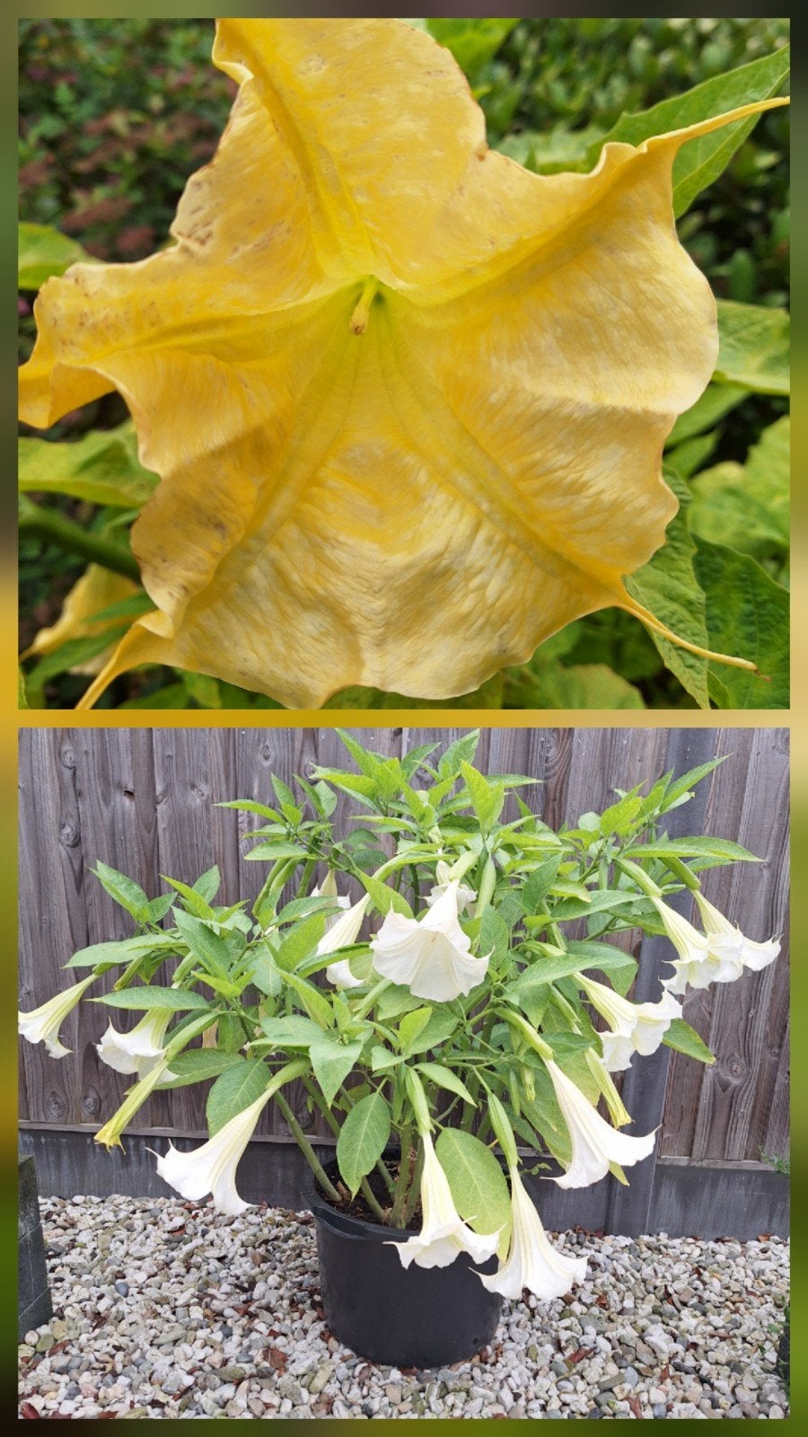 🏵 2 Prachtige Rijk Bloeiende Brugmansia Moederplanten, Overige soorten, 100 tot 250 cm, Zomer, Ophalen
