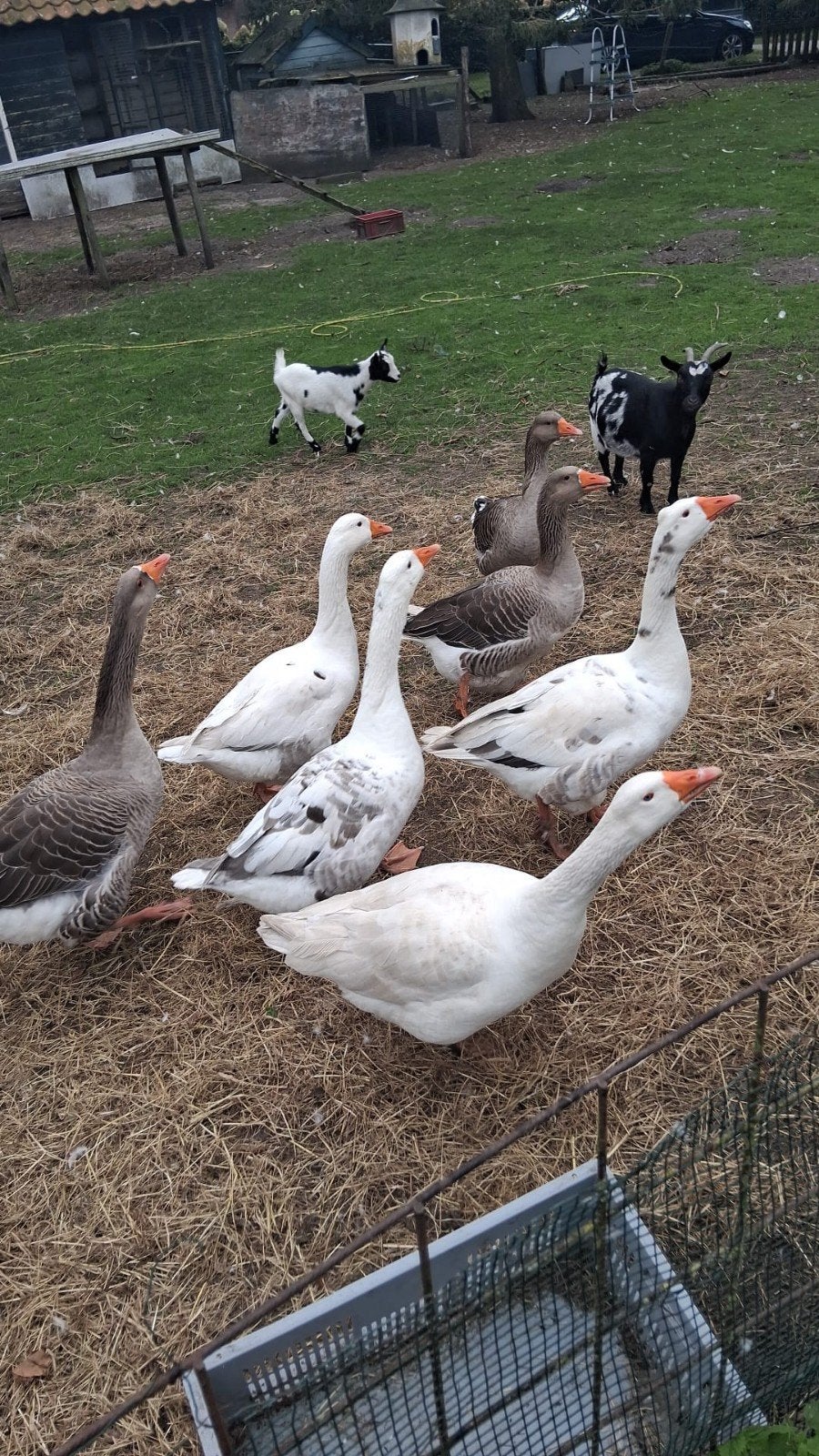ganzen, Dieren en Toebehoren, Meerdere dieren, Gans of Zwaan