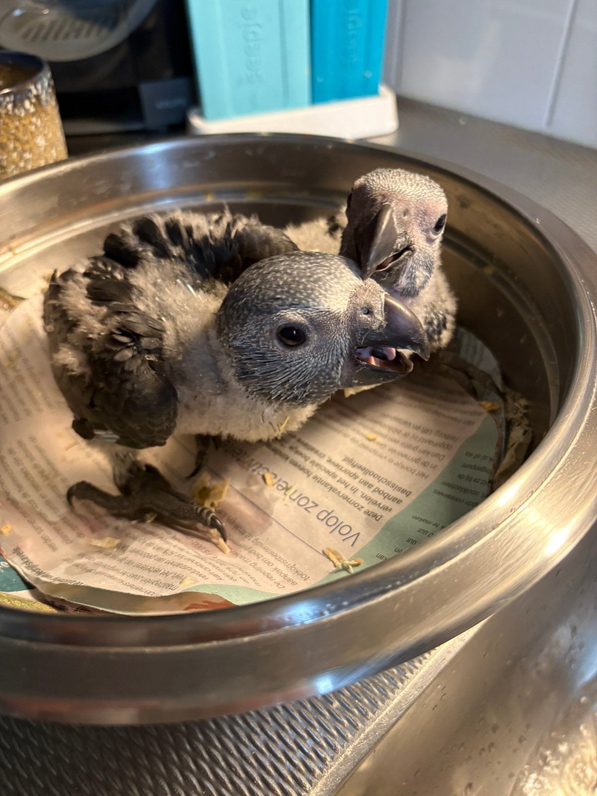 Grijze roodstaartjes, Meerdere dieren, Papegaai