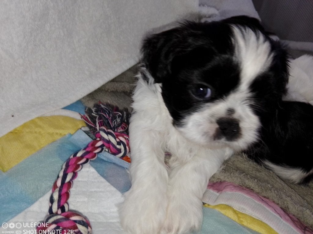 shih tzu pup, puppy, puppie reu, België, Particulier, Meerdere, Reu