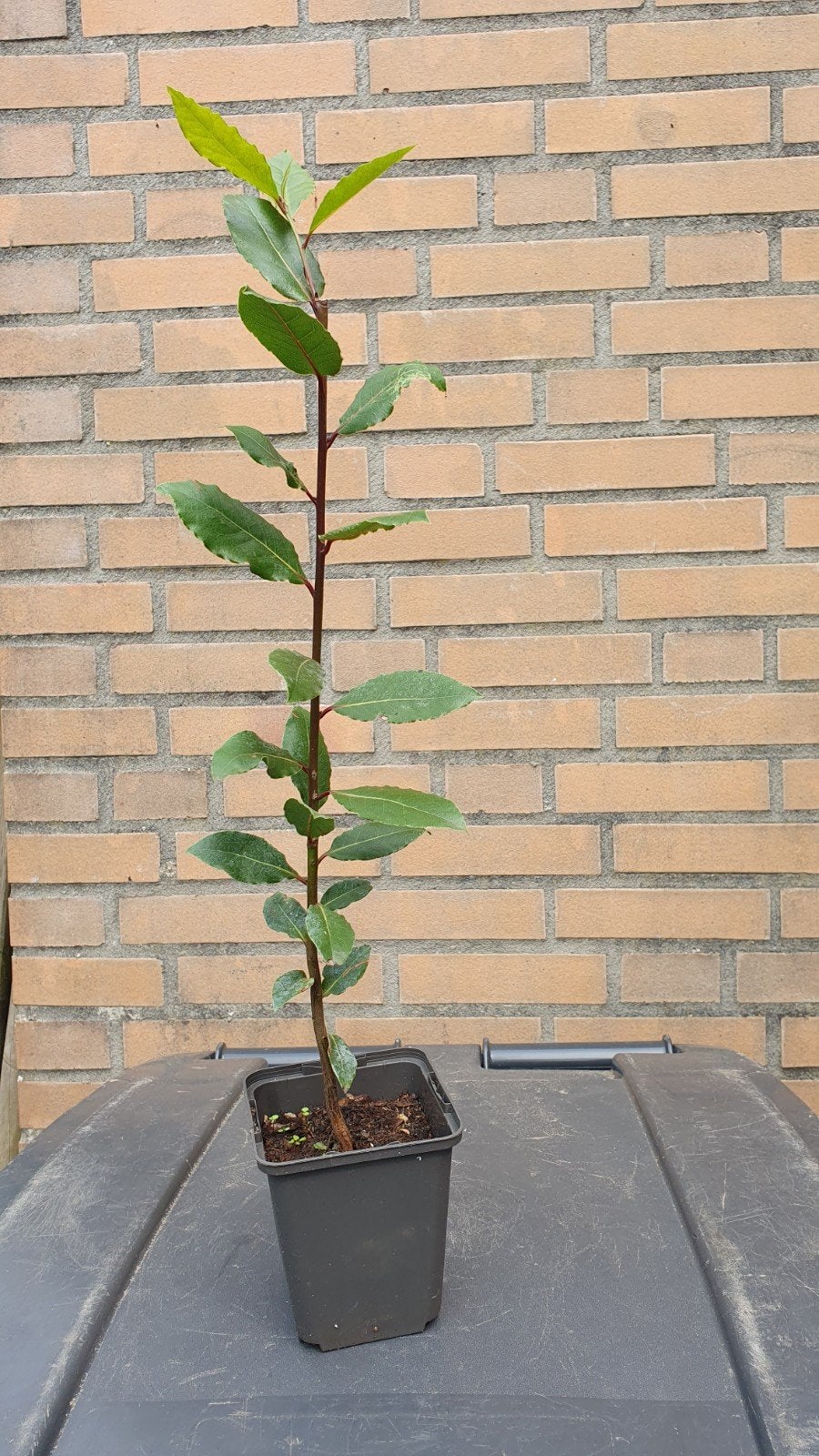 Laurier plant, Ophalen of Verzenden, Minder dan 100 cm, Overige soorten