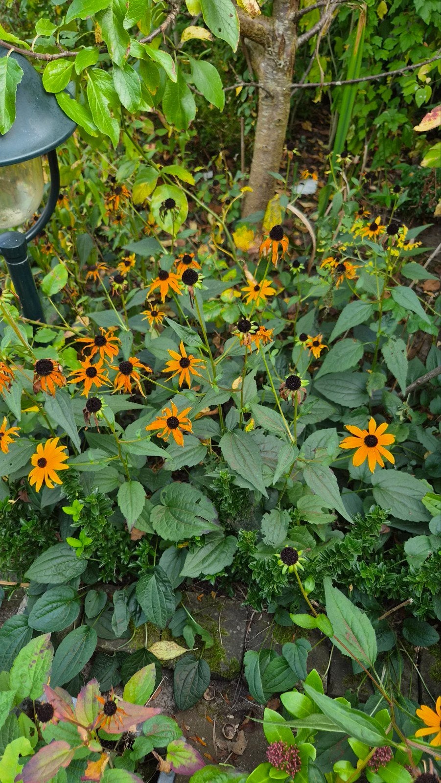 Rudbeckia: Zonnige Vaste Plant voor uw Tuin, Ophalen