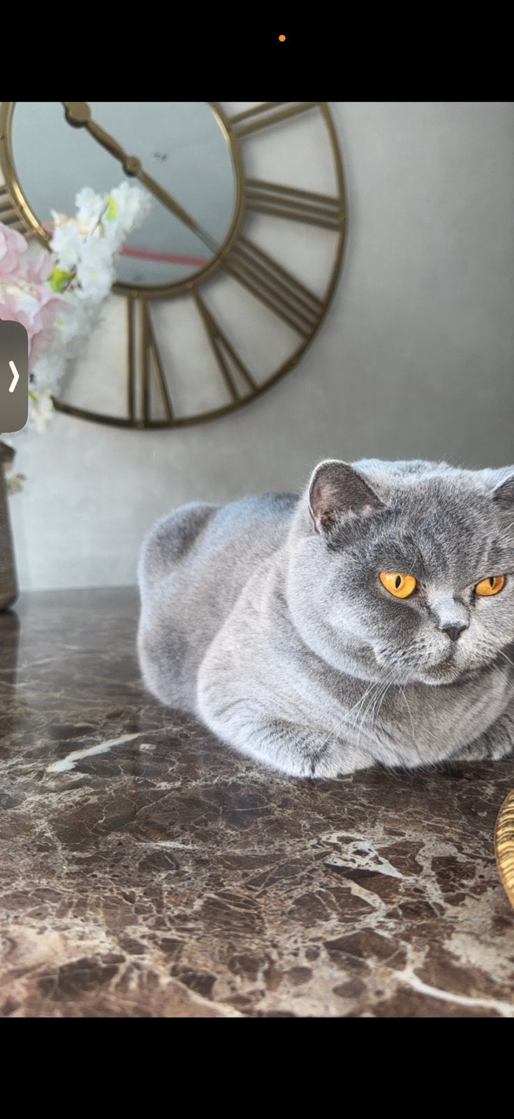 100% britse korthaar kittens., Dieren en Toebehoren, Katten en Kittens | Dekkaters