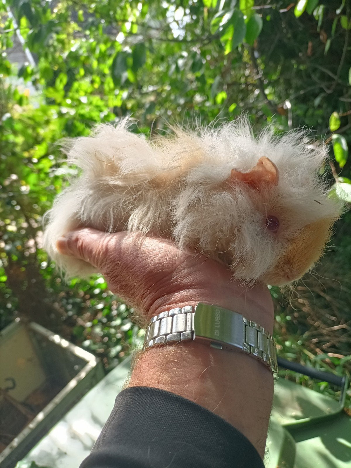 Jong cavia beertje, Juni, Mannelijk, Cavia