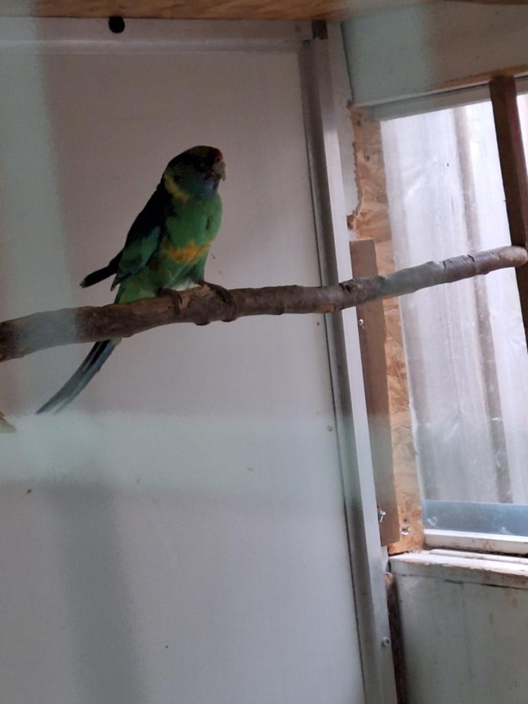 Mooi koppel wildkleur Barnards 24/25, Dieren en Toebehoren, Vogels | Parkieten en Papegaaien, Meerdere dieren, Parkiet