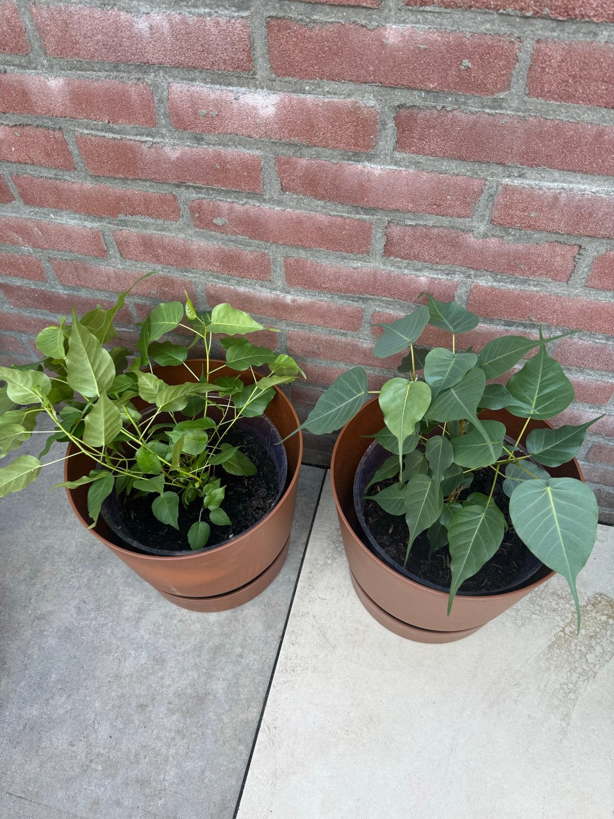 2 x Heilige Bodhiboom (Ficus religiosa) - Peepal plant, Overige soorten, Volle zon, Vaste plant, Ophalen of Verzenden