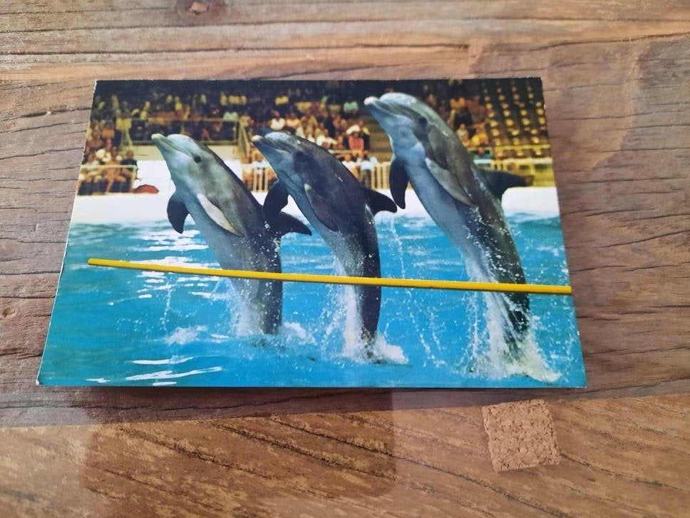 Ansichtkaart Dolfinarium Harderwijk, Ophalen of Verzenden, 1960 tot 1980, Gelderland