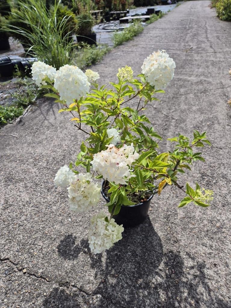 Witte pluimhortensia's (stevige planten), Ophalen of Verzenden, Hortensia, Haag, Minder dan 100 cm