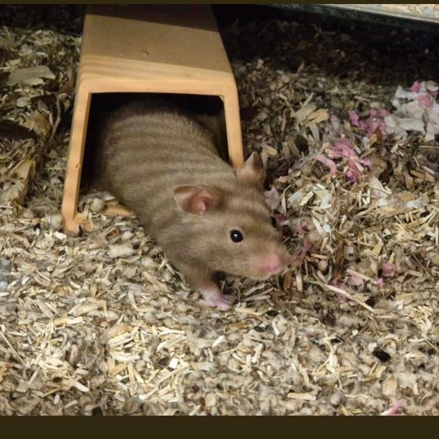 Jonge goudhamsters, Hamster, Februari, Mannelijk, Tam