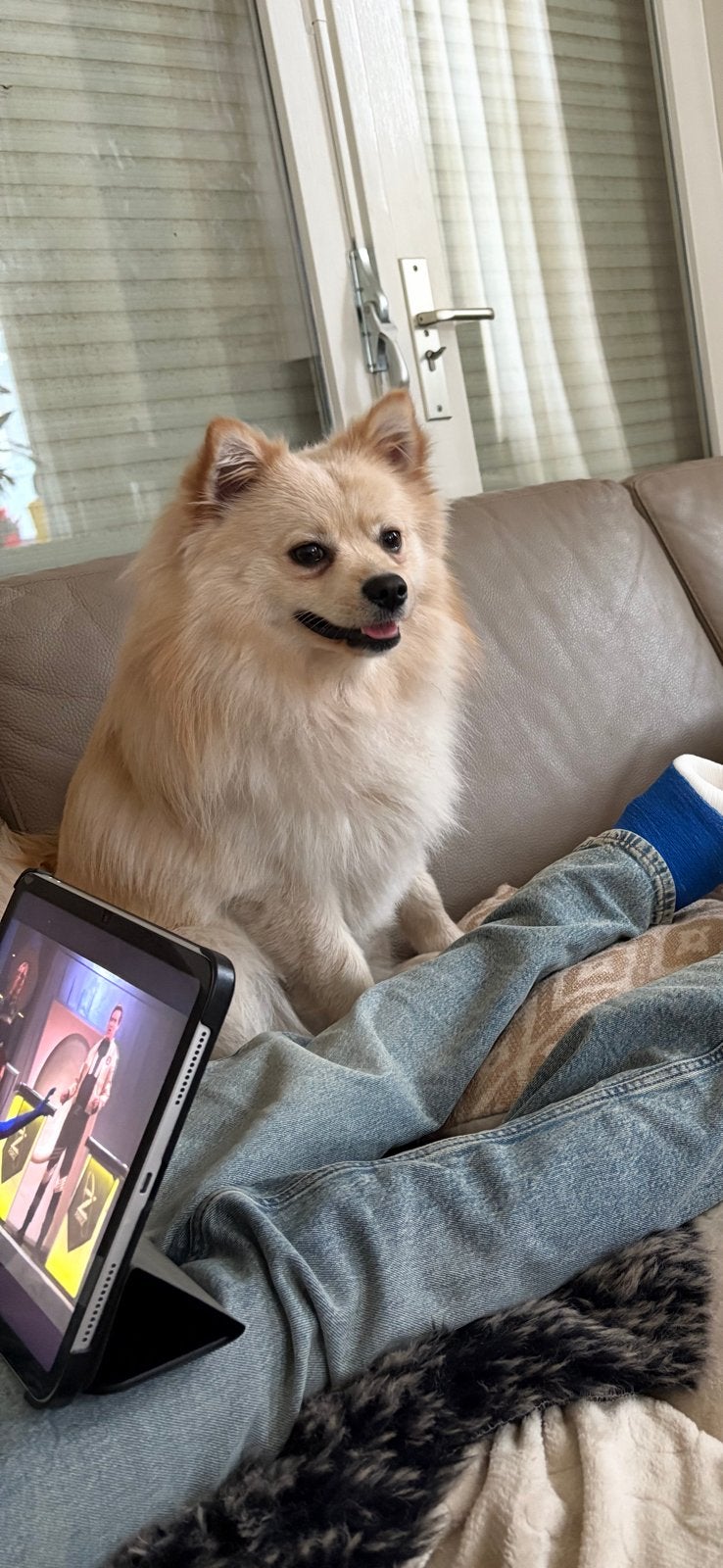 Lieve knuffelbeer zoekt een liefdevol huisje, Dieren en Toebehoren, Keeshond, Reu, 1 tot 2 jaar, Eén hond