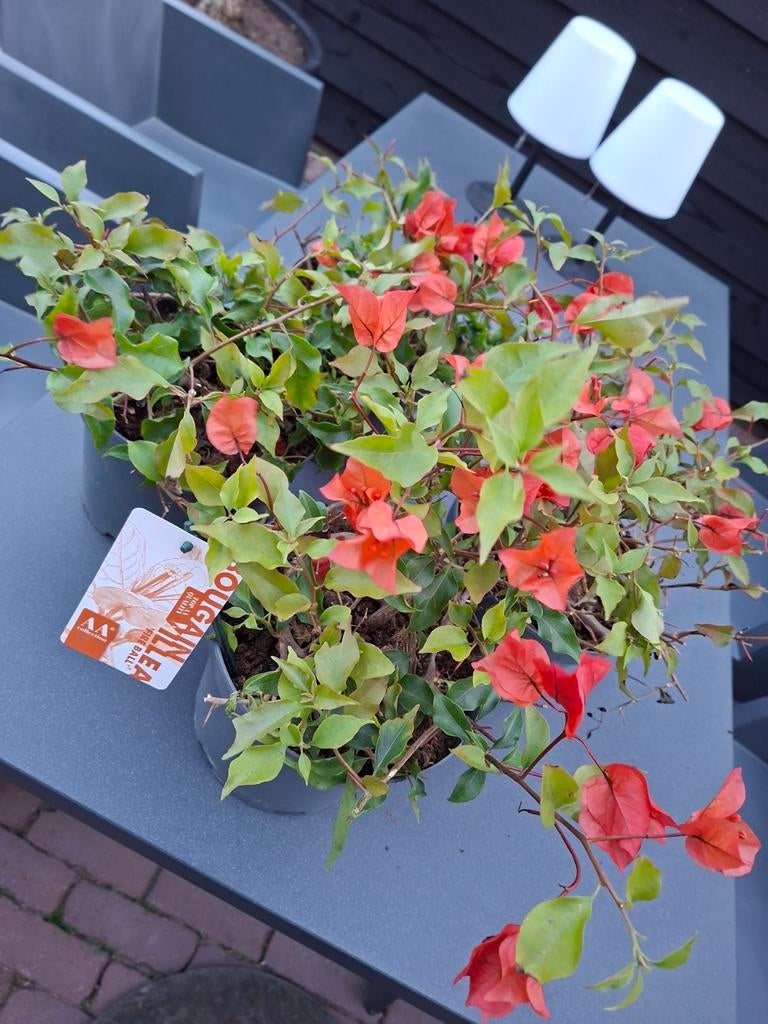 4 mooie Bougainville. Kleur rood, Ophalen, Overige soorten, Volle zon
